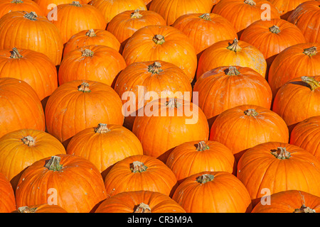 Bunte Kürbisse-Sammlung auf dem Herbstmarkt Stockfoto