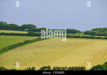 Lynton & Lynmouth, Lynemouth Bay, Tal der Felsen gehen nördlich Exmoore Ponys, Ziegen, Landschaft, Coastal Path Burgfelsen, Devon Stockfoto