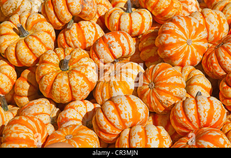 Bunte Kürbisse-Sammlung auf dem Herbstmarkt Stockfoto
