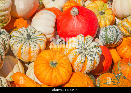 Bunte Kürbisse-Sammlung auf dem Herbstmarkt Stockfoto