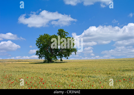 Einsame Laubbaum auf Feld mit Korn und Mohn, Frankreich, Europa Stockfoto