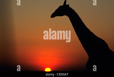 Namibia, Kunene-Region, Damaraland, Etosha Nationalpark, Giraffe bei Sonnenuntergang Stockfoto