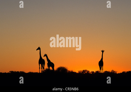 Namibia, Kunene-Region, Damaraland, Etosha Nationalpark, Giraffen bei Sonnenuntergang Stockfoto