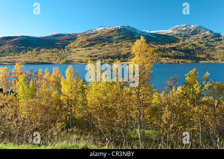 Birken Sie (Betula) in Herbstfarben am Gjevilvatnet See, Trollheimen, Norwegen, Skandinavien, Europa Stockfoto