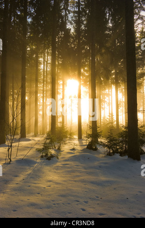 Verschneiten Kiefernwald in der Nähe von St. Peter, Schwarzwald, Baden-Württemberg, Deutschland, Europa Stockfoto