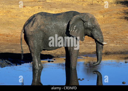 Namibia, Kunene-Region, Etosha Nationalpark, Elefant Kalb am Wasserloch Stockfoto