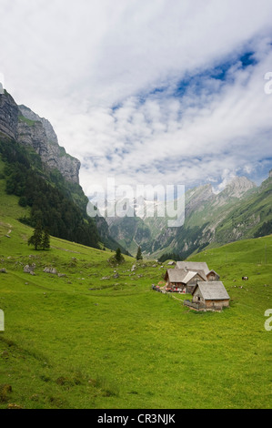 Alm, alpinen Weiden am Seealpsee-See, vor Berg Säntis, Alpstein, Appenzell, Schweiz, Europa Stockfoto