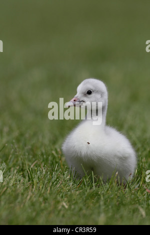 Trompeter Schwan (Cygnus Buccinator), Cygnet (ca. 4 Tage alt) Stockfoto