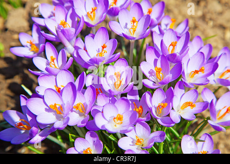 Erste Frühlingsblumen: Violette Krokusse wachsen nach der Schneeschmelze Stockfoto