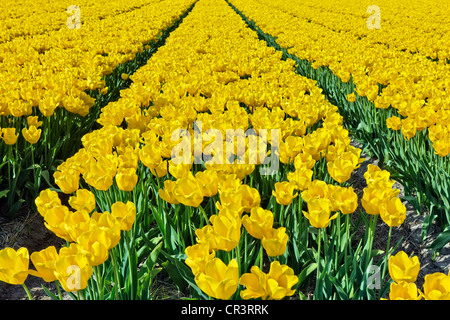 Gelbe Tulpen (Tulipa), Tulpenfeld, Holland, Niederlande, Europa Stockfoto