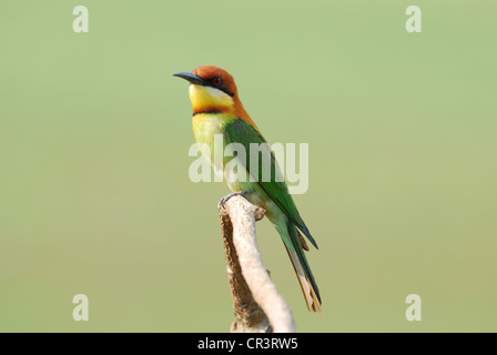 schöne Kastanie leitete Biene-Esser (Merops Leschenaulti) possing Stockfoto