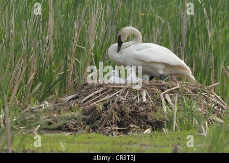 Trompeter Schwan (Cygnus Buccinator), Stift mit Cygnets auf dem Nest Stockfoto