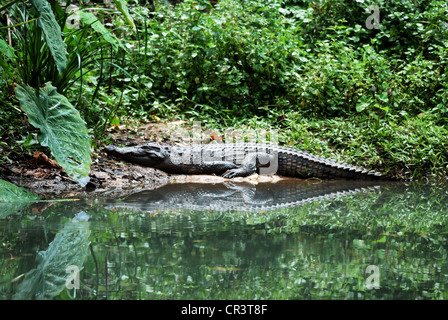 schöne siamesische Krokodil Sonnenbaden in Mitte von Thailand Stockfoto