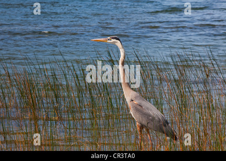 Sandhill Kran (Grus Canadensis) mit späten Nachmittag Licht, West Palm Beach, Florida, USA Stockfoto