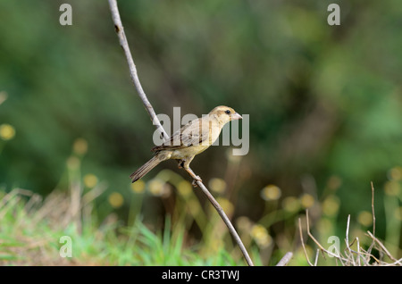 schöne weibliche Baya Weber auf der Blumenwiese Stockfoto