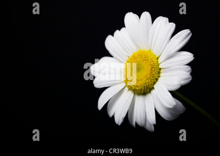 Leucanthemum Vulgare. Ox-einschlaufen Daisy Blume vor einem schwarzen Hintergrund.