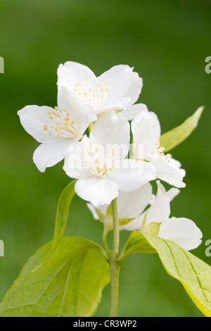 Weiße Blüte des Mock orange Stockfoto