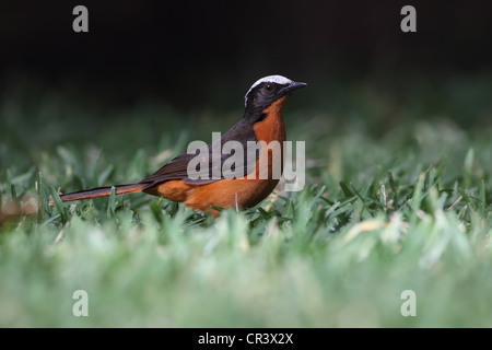 White-crowned Robin-Chat (Cossypha Albicapilla) Stockfoto