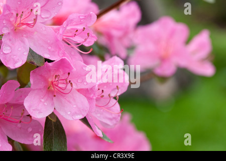 Nahaufnahme von rosa Rhododendron Blüten, England, UK Stockfoto