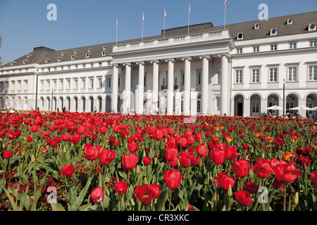 Tulpe Blumenbeet vor dem Kurfürstlichen Schloss, Bundesgartenschau, BUGA 2011, Bundes Gartenschau, Koblenz Stockfoto