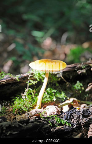 Lion Shield (Pluteus Leoninus), Baum-Stamm, Iserlohn, Sauerland Region, North Rhine-Westphalia, Deutschland, Europa Stockfoto