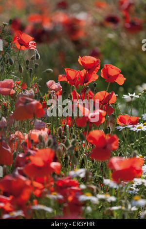 Rote Mohnblumen (Papaver Rhoeas) und Margeriten (Leucanthemum Vulgare), Limburg, Hessen, Deutschland, Europa Stockfoto