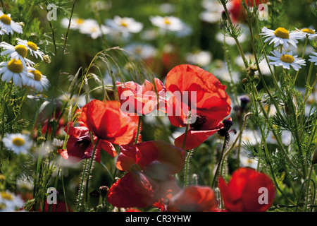 Rote Mohnblumen (Papaver Rhoeas) und Margeriten (Leucanthemum Vulgare), Limburg, Hessen, Deutschland, Europa Stockfoto