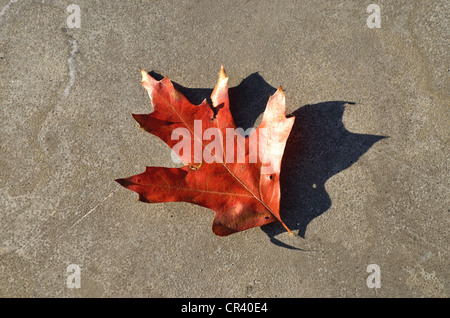 Einzigen trockenen Eichenblatt (Quercus), Blätter im Herbst Stockfoto