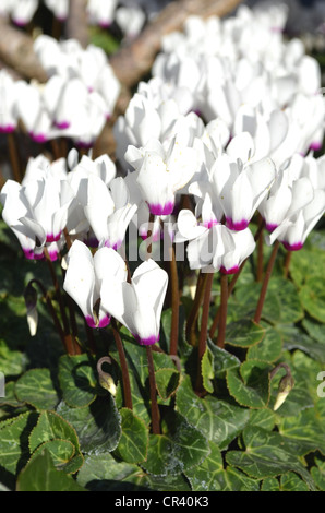 Efeu-leaved Cyclamenkultur (Cyclamen Hederifolium), weiß, im freien Stockfoto