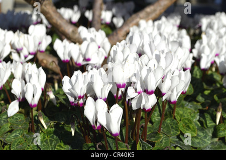 Efeu-leaved Cyclamenkultur (Cyclamen Hederifolium), weiß, im freien Stockfoto