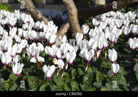 Efeu-leaved Cyclamenkultur (Cyclamen Hederifolium), weiß, im freien Stockfoto