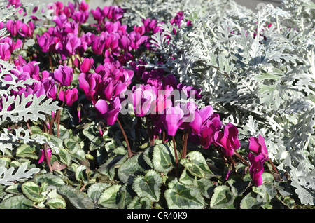 Efeu-leaved Alpenveilchen (Cyclamen Hederifolium), lila, wachsende im Freien zwischen Silber Kreuzkraut (Senecio Maritima) Stockfoto