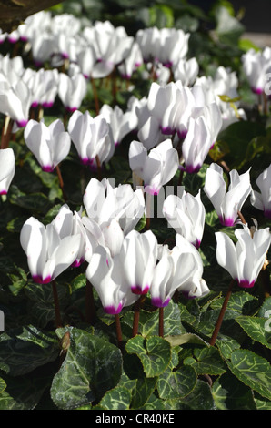 Efeu-leaved Cyclamenkultur (Cyclamen Hederifolium), weiß, im freien Stockfoto