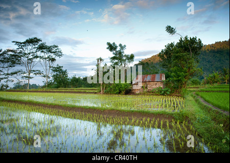 Sidemen Tal im Osten Bali hat einige der schönsten Reisterrassen in ganz Indonesien. Neue Reis ist gepflanzt. Stockfoto