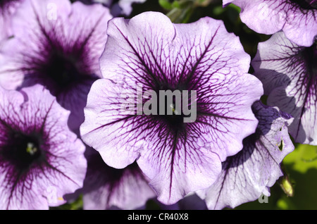 Petunia Surfinia (Petunia Surfinia) Stockfoto