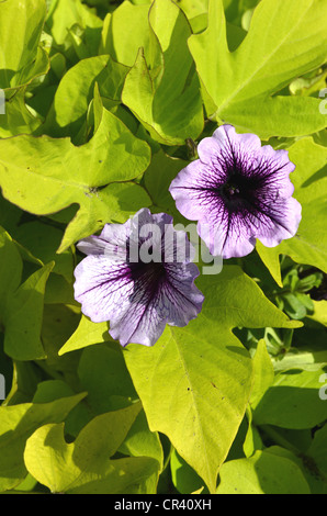 Petunia Surfinia (Petunia Surfinia) Stockfoto