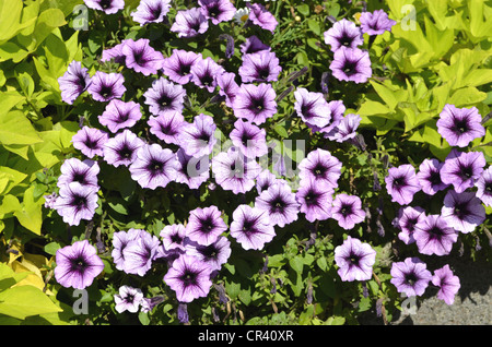 Petunia Surfinia (Petunia Surfinia) Stockfoto