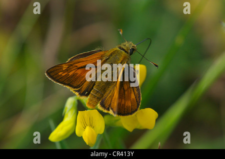 Großen Skipper Butterfly Fütterung auf Wiese Platterbse Blüte Stockfoto