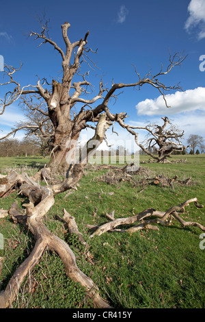 Alten Toten Eiche in Parkland, Worcestershire, England, UK Stockfoto