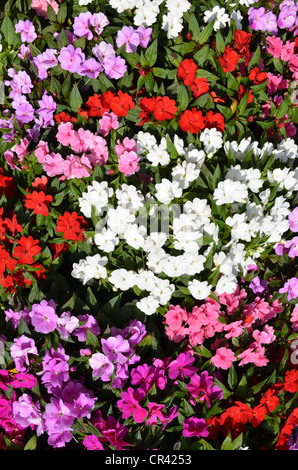 Busy Lizzy (Impatiens Walleriana) Stockfoto