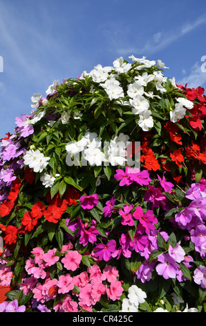 Busy Lizzy (Impatiens Walleriana) Stockfoto