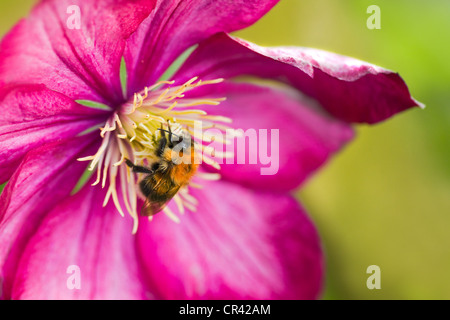 Kleine Hummel auf rosa Clematis-Blüte im Sommer Stockfoto