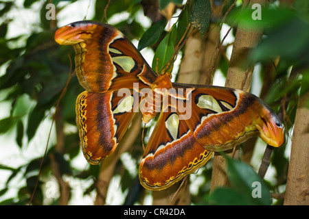 Nachtschmetterling Atlas Moth oder Attacus Atlas - größte Schmetterling Stockfoto