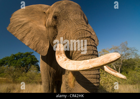 Afrikanischer Elefant (Loxodonta Africana), Hazyview Elephant Sanctuary, Mpumalanga, Südafrika, Afrika Stockfoto