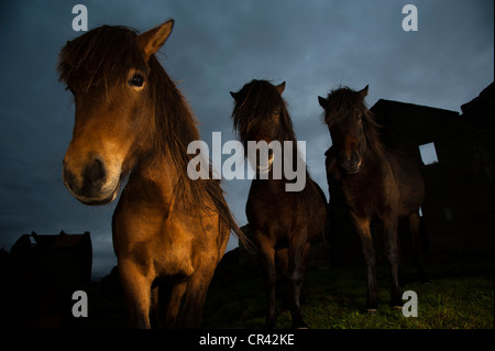 Islandpferde auf einem verlassenen Hof, Süd-Ost-Küste, Island, Europa Stockfoto