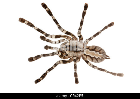 Fransen ornamentalen Tarantula (Poecilotheria Ornata) Stockfoto