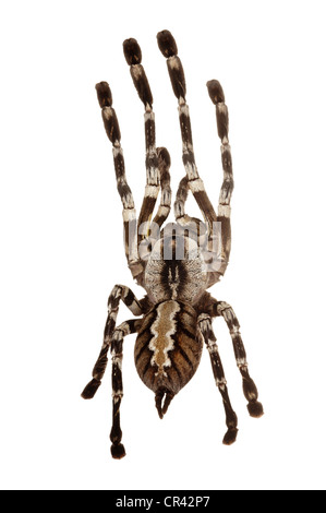 Fransen ornamentalen Tarantula (Poecilotheria Ornata) Stockfoto