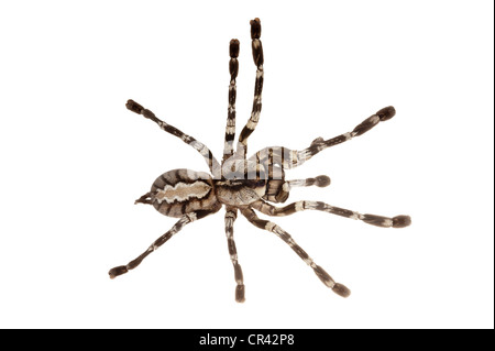 Fransen ornamentalen Tarantula (Poecilotheria Ornata) Stockfoto