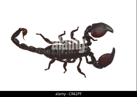 Kaiser-Skorpion (Pandinus Imperator) Stockfoto