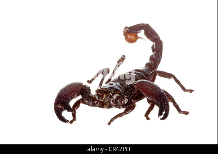 Kaiser-Skorpion (Pandinus Imperator) Stockfoto